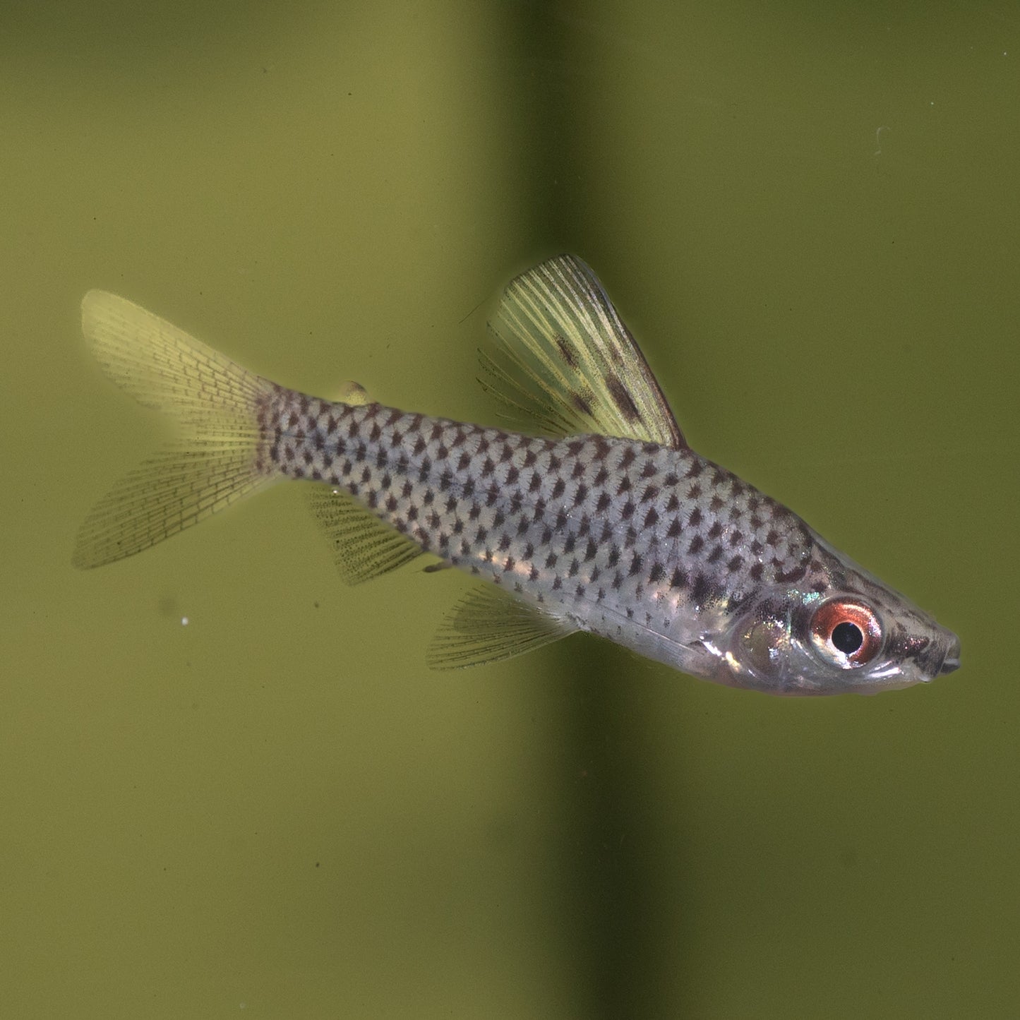 Spotted Headstander ( Chilodus punctatus )