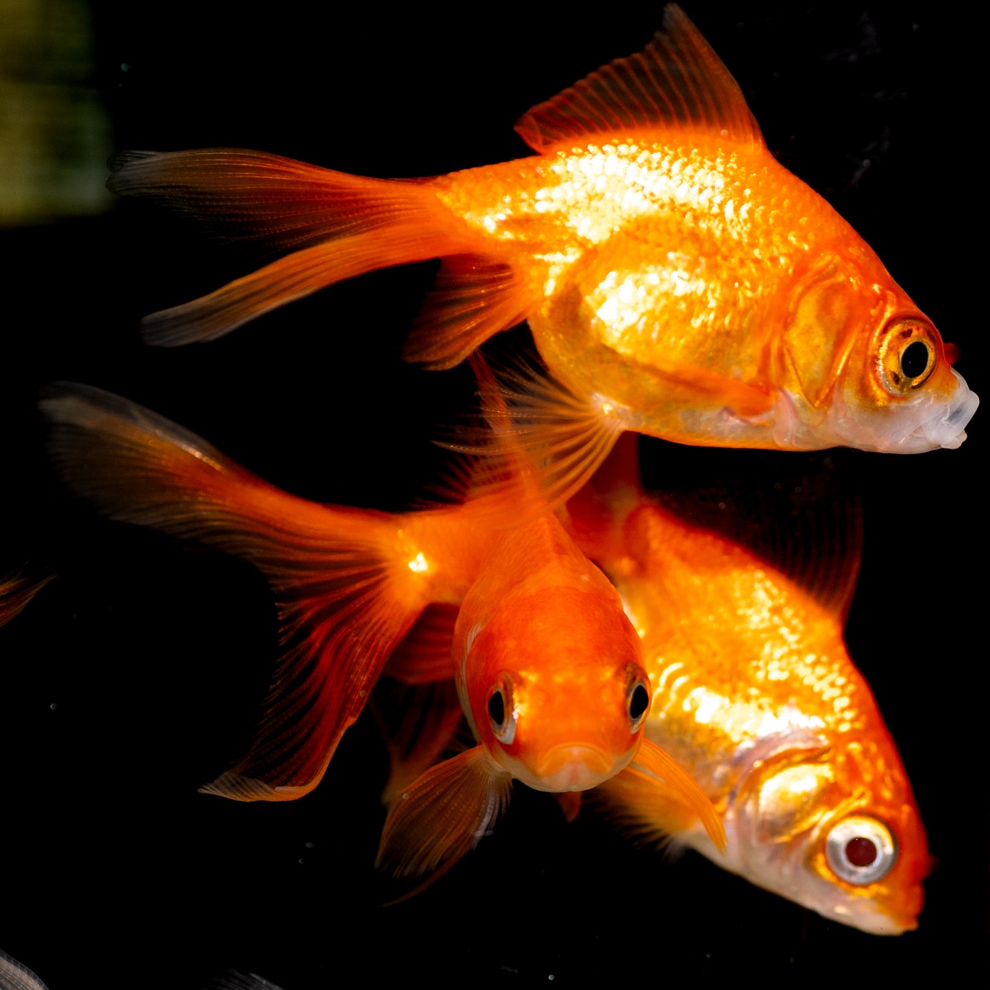 Assorted Ryukin Goldfish (Carassius Auratus)