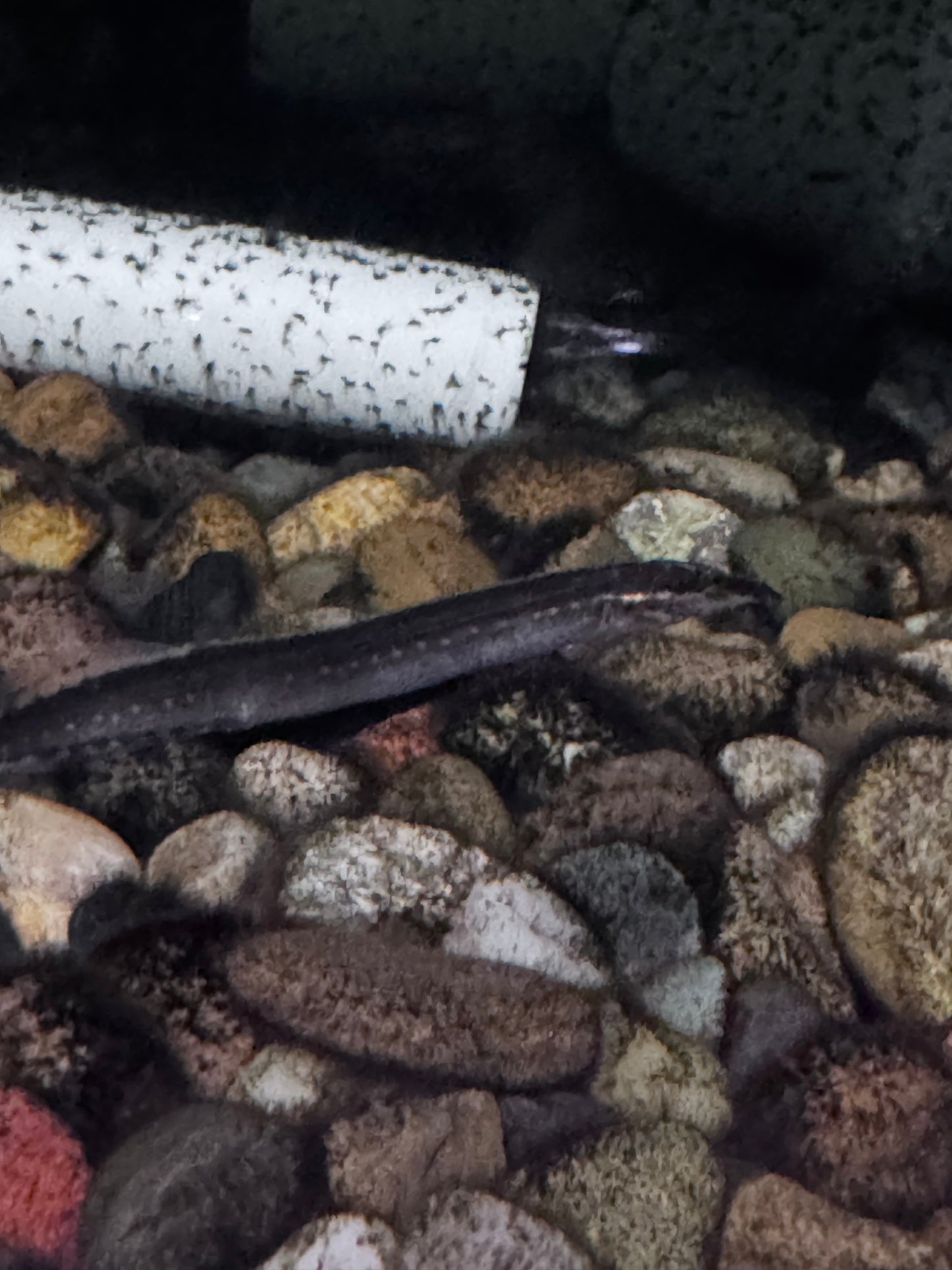Fire EEL (Macrognathus aculeatus)