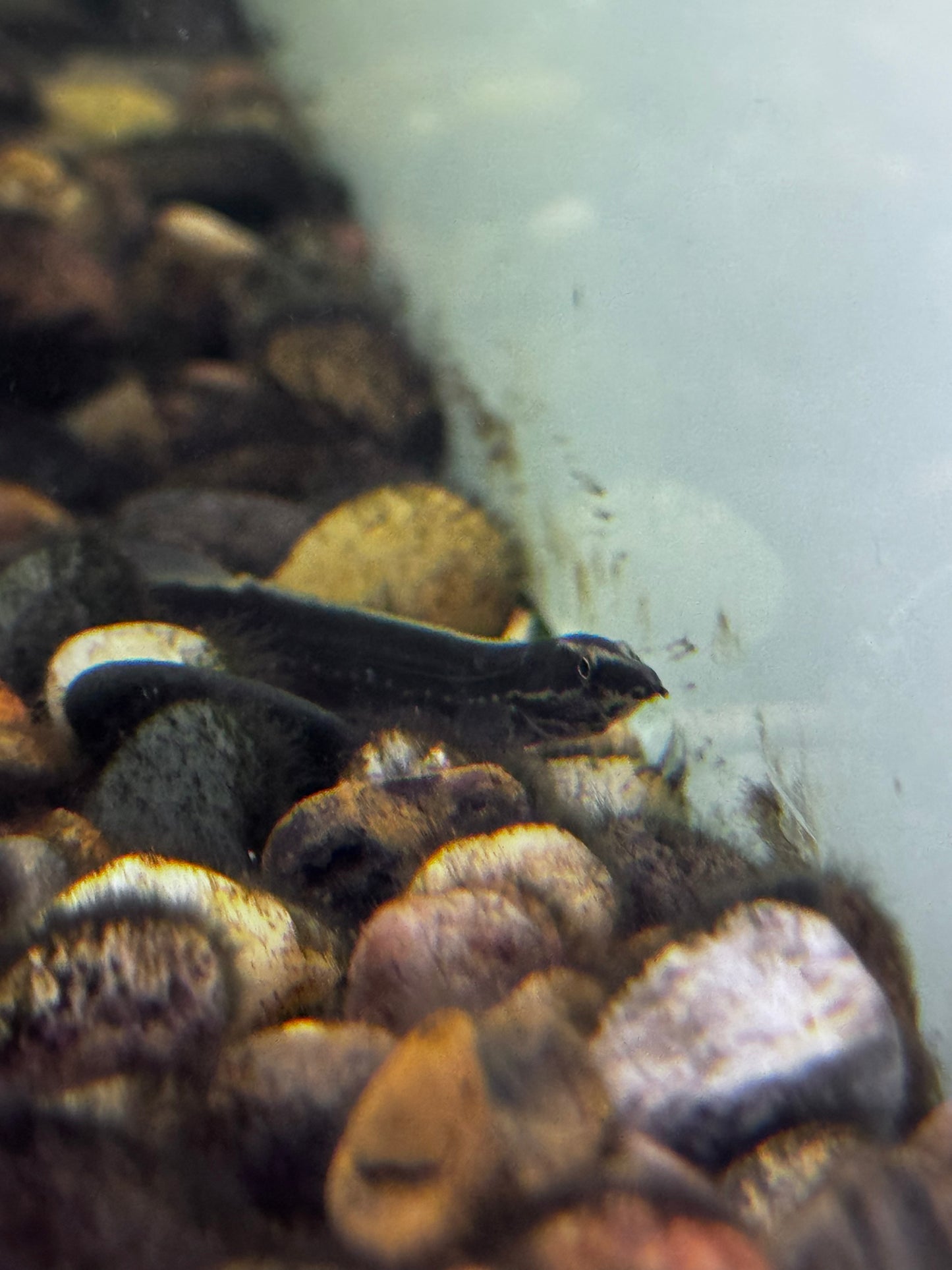 Fire EEL (Macrognathus aculeatus)