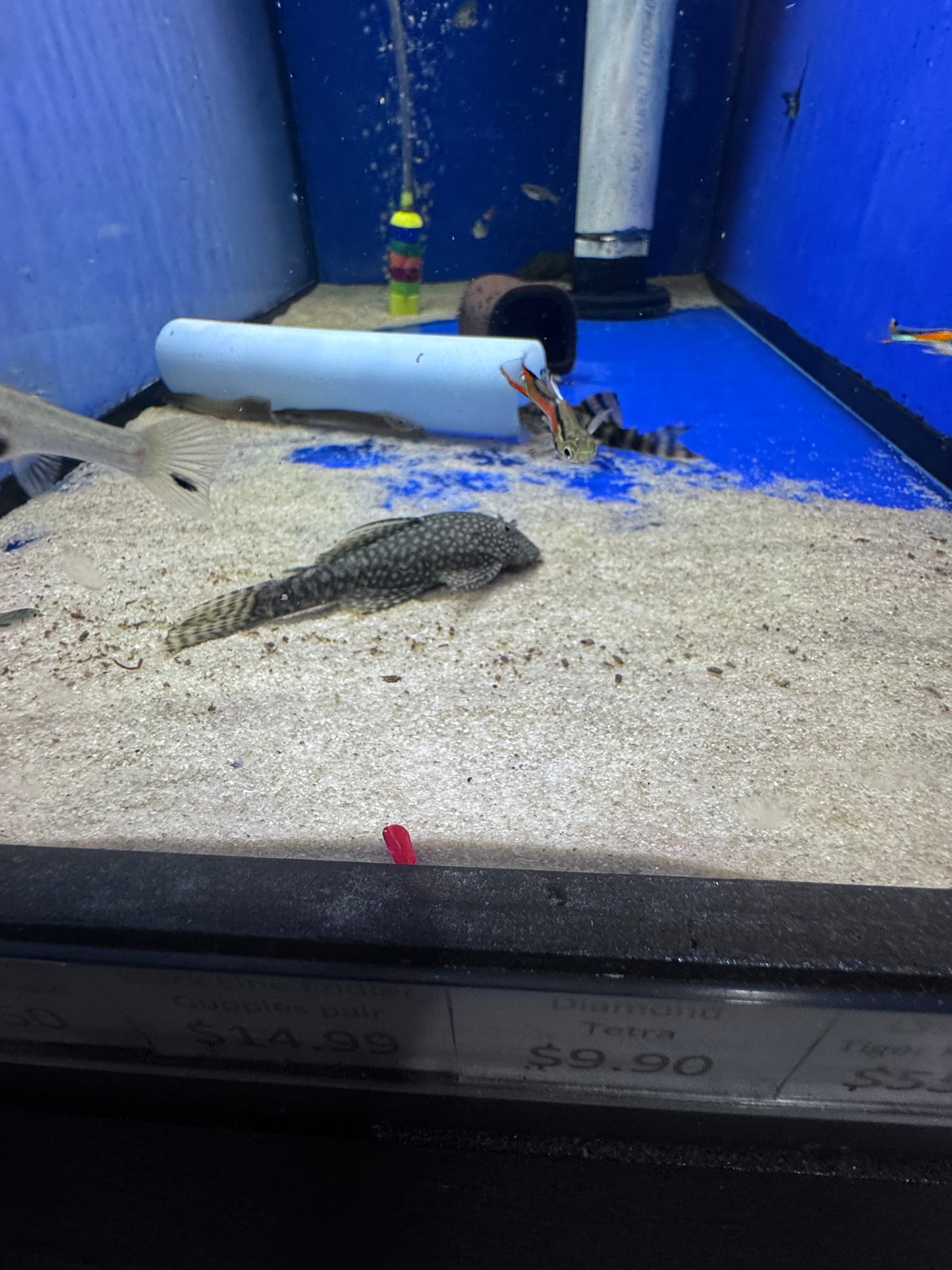 Bristlenose (Ancistrus species)
