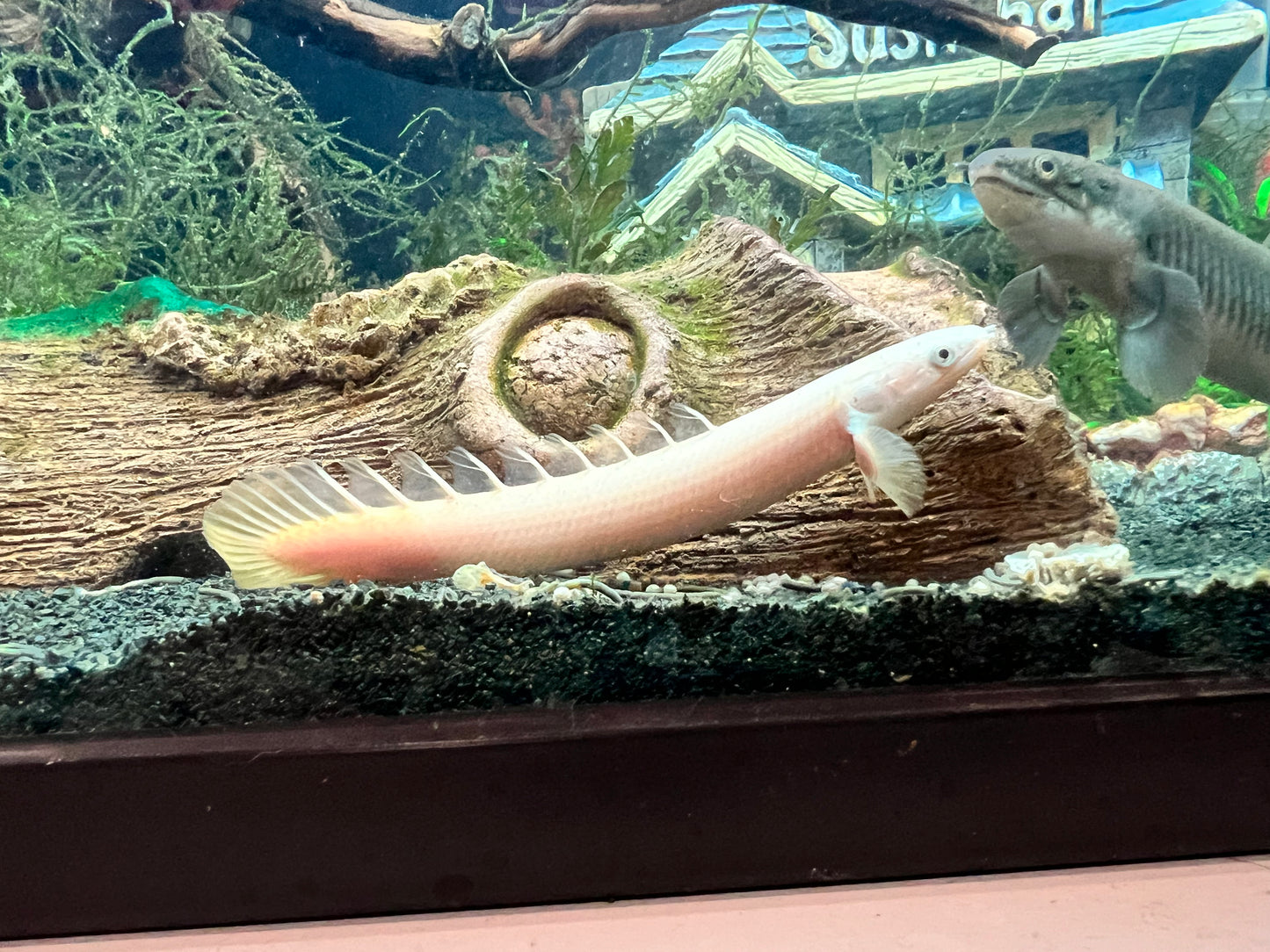 Platinum Senegal Bichir 8cm (Polypterus Senegalus)