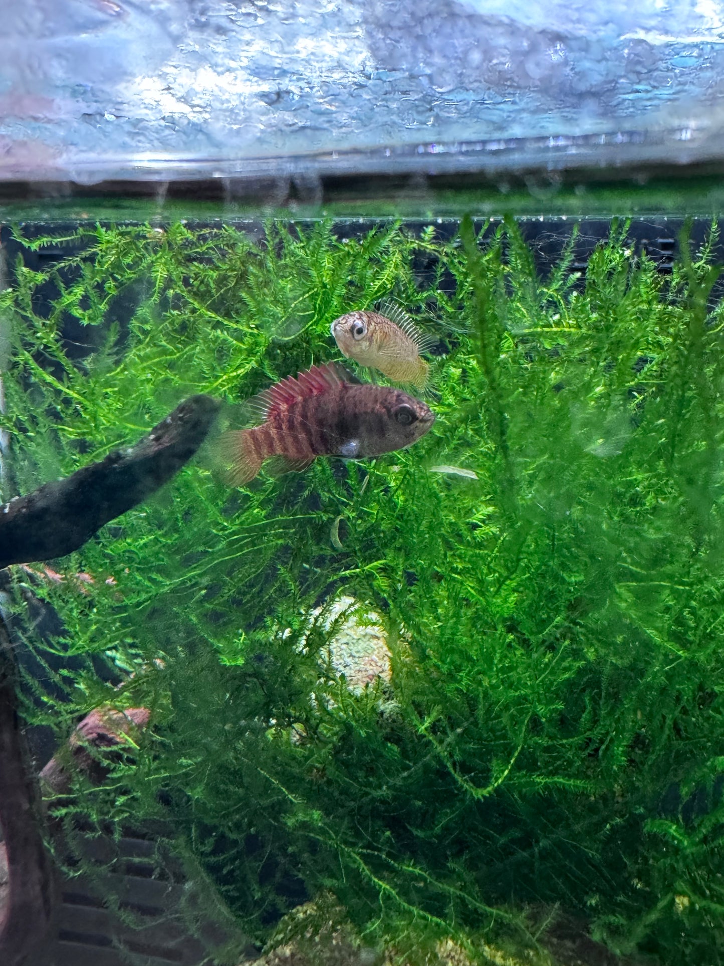 Black Tiger Dario (Dario sp. ‘Myanmar’ Badidae)