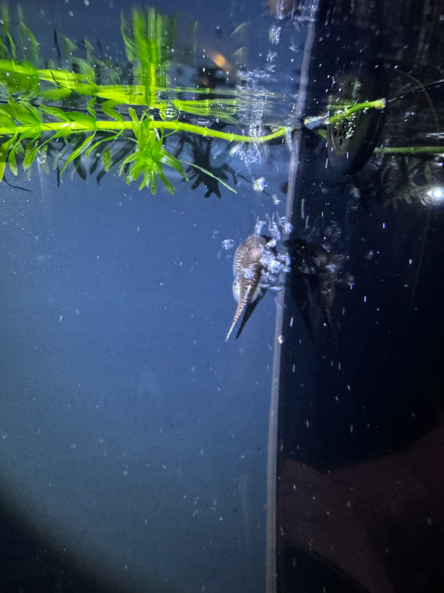 Blue Tail Borneo Sucker (Gastromyzon SK03)