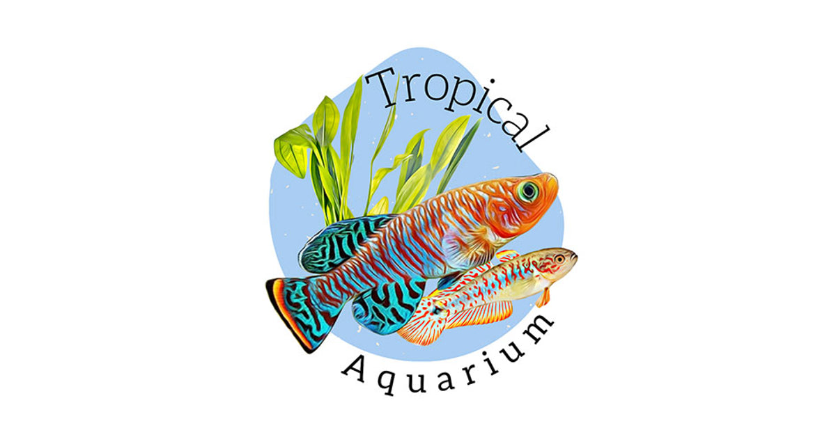 Aquatopia Betta Bowl with light 1.8L Tropical Aquarium