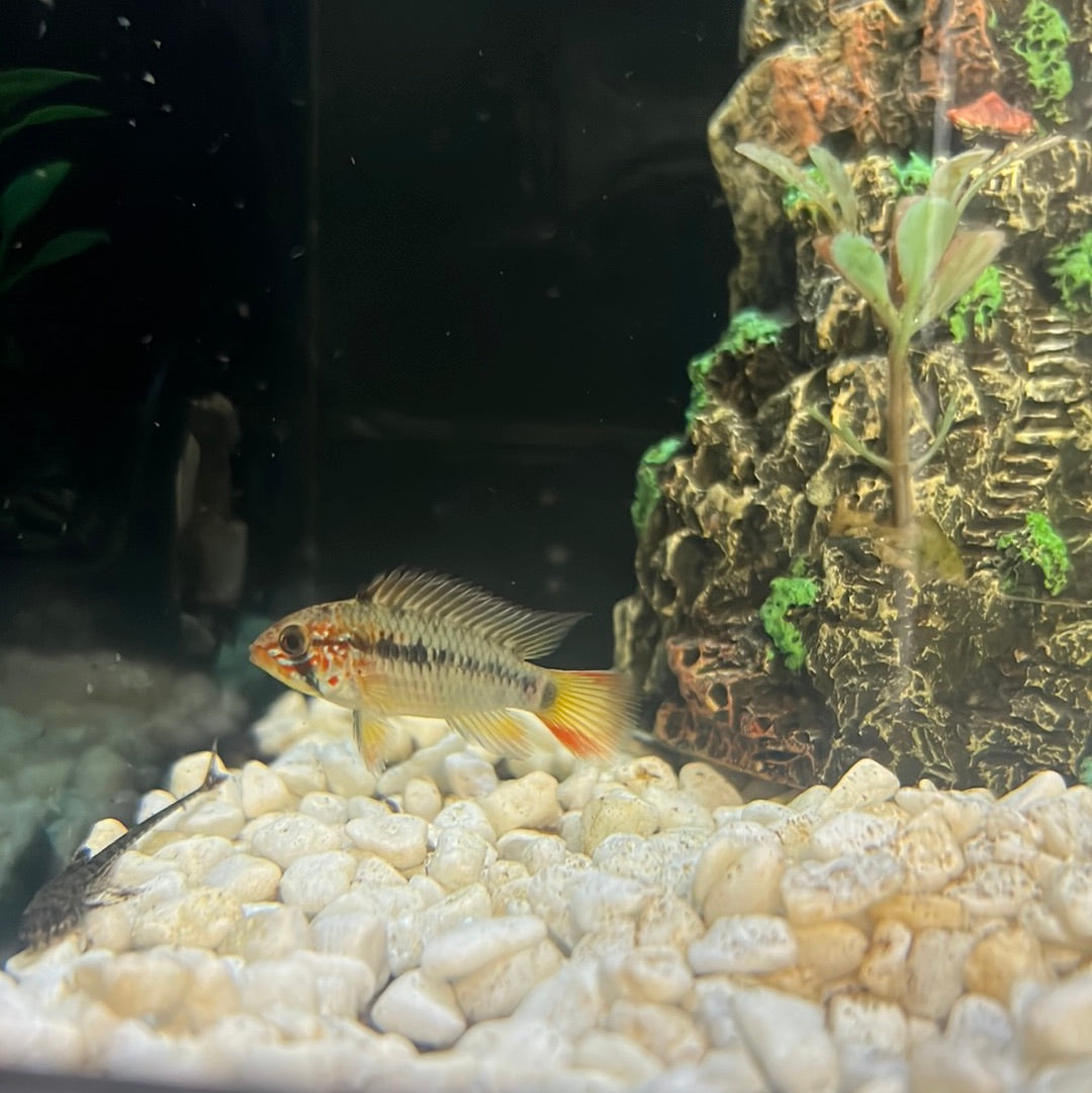 Apistogramma Macmasteri (Apistogramma macmasteri)