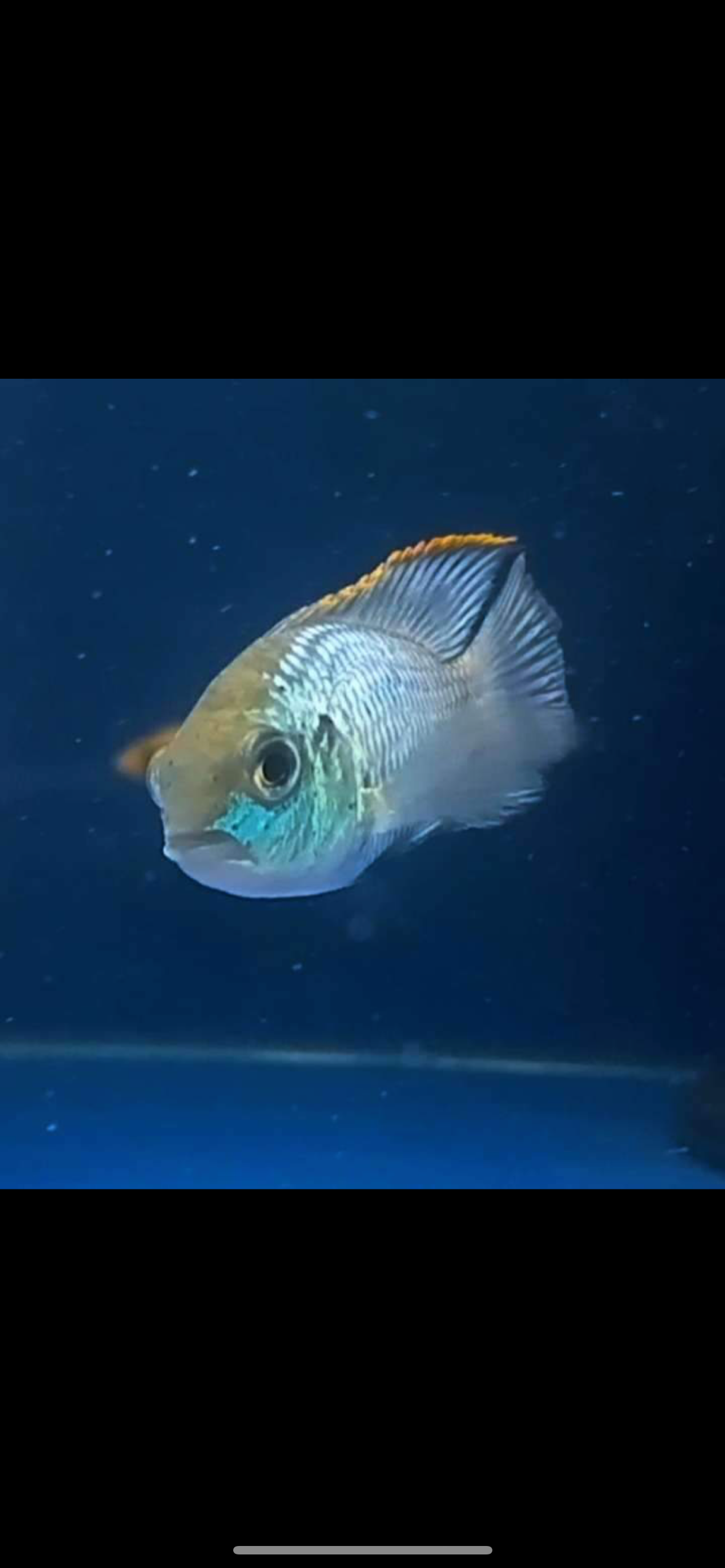 Neon Blue Acara (Andinoacara pulcher)