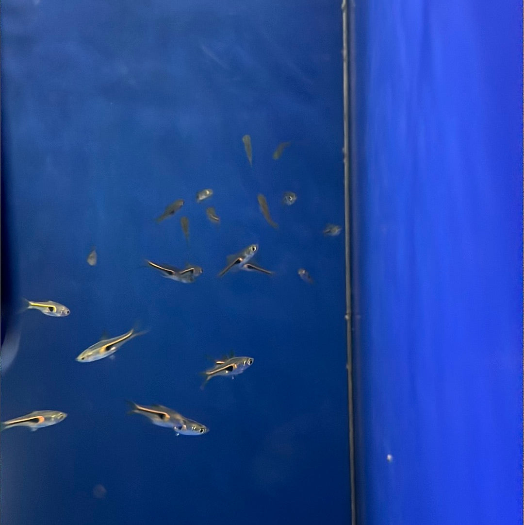 Hengeli Rasbora (Trigonostigma hengeli )