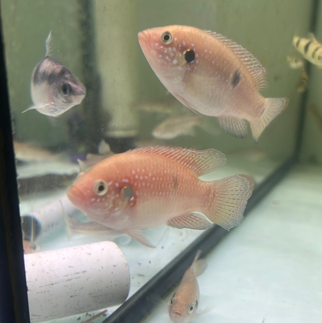 Red Forest Jewel (Hemichromis lifalili)