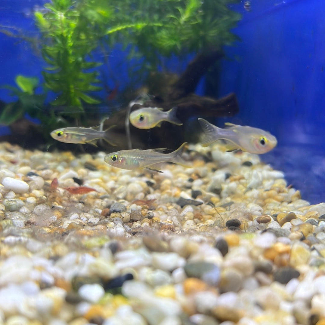 Celebes Rainbow (Marosatherina ladigesi)