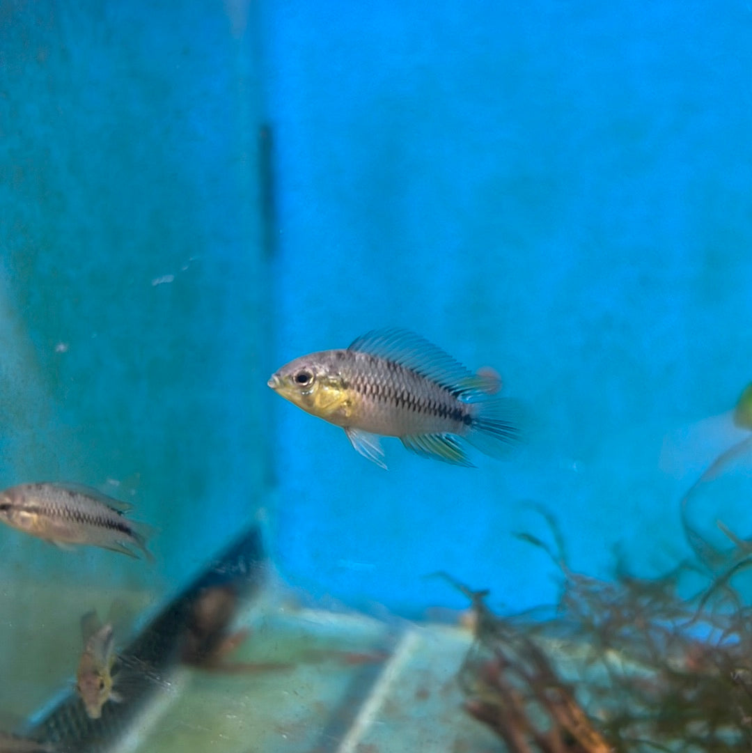 Apistogramma Borelli (Apistogramma borellii)