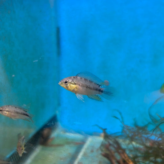 Apistogramma Borelli (Apistogramma borellii)