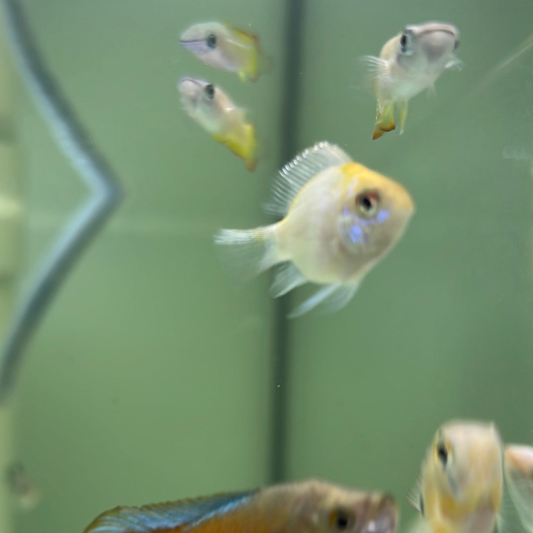 Gold Head Electric Blue Rams (Mikrogeophagus ramirezi)
