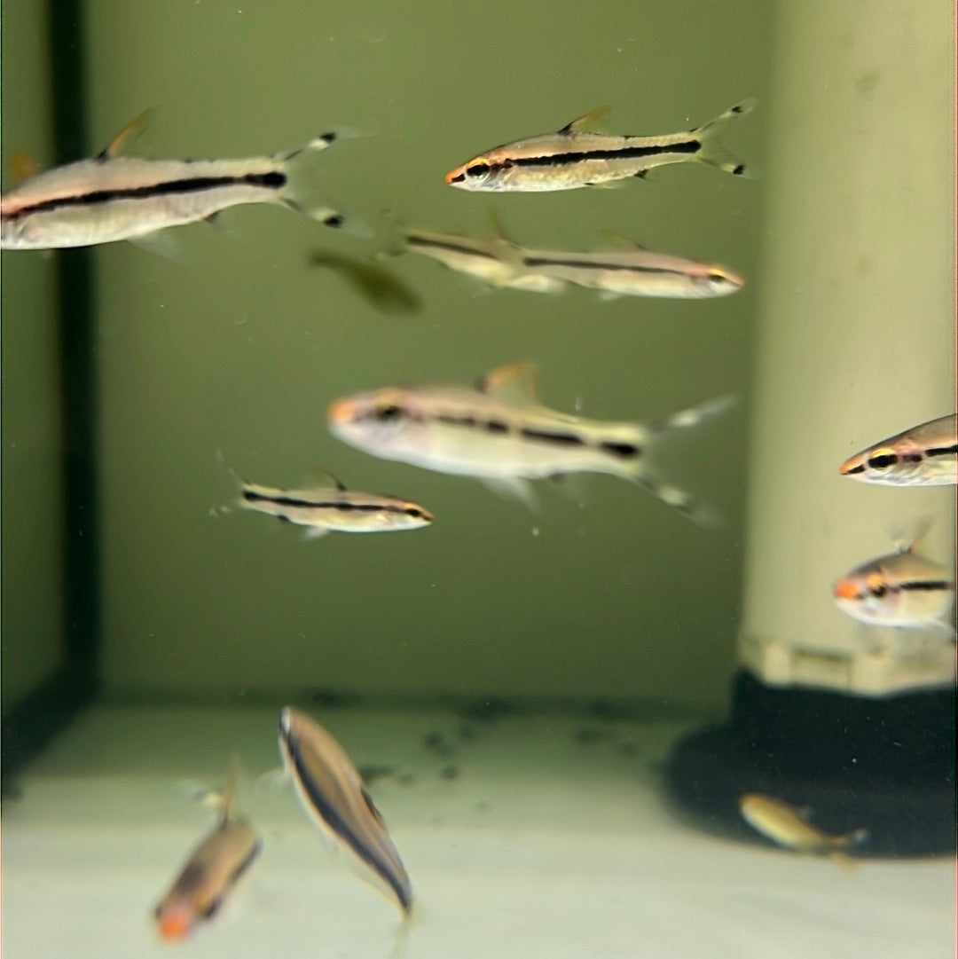 Torpedo Barb (Denison barb)