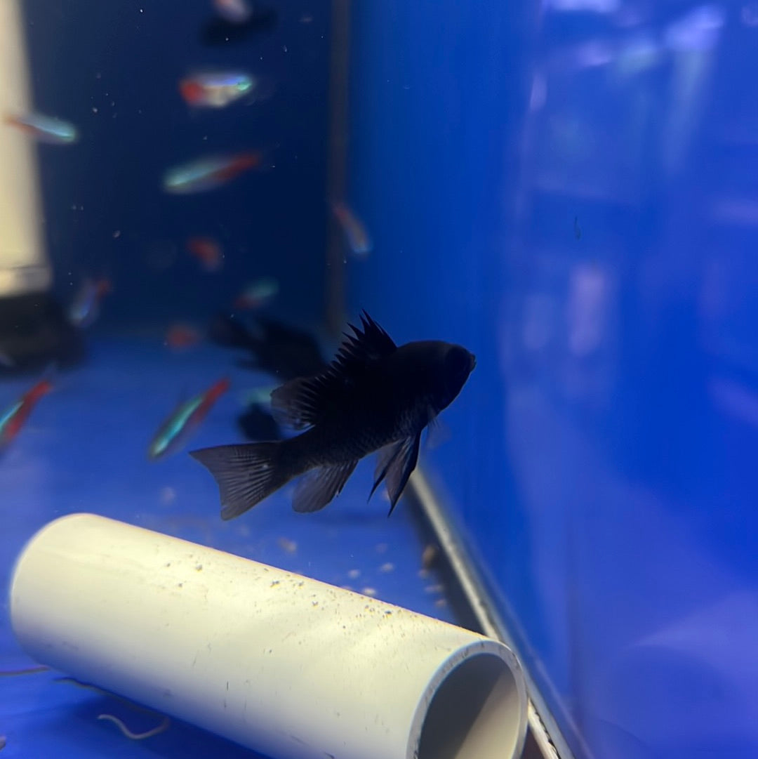 Midnight Black Rams (Mikrogeophagus ramirezi)