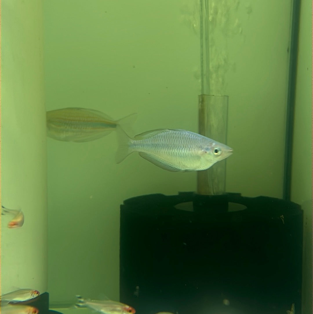 Turquoise Rainbow (Melanotaenia lacustris)