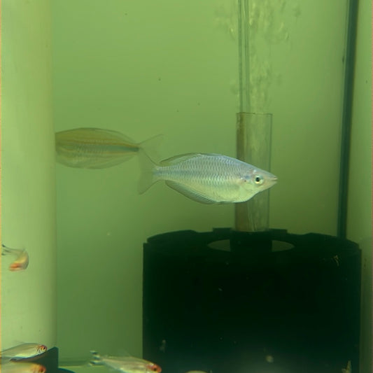 Turquoise Rainbow (Melanotaenia lacustris)