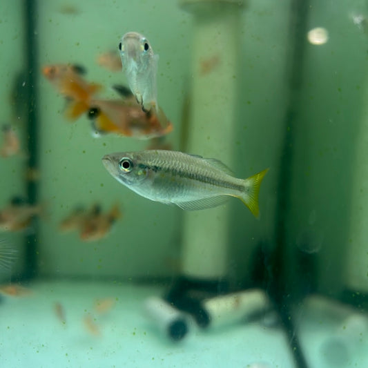 Black-Banded Rainbow (Melanotaenia nigrans)