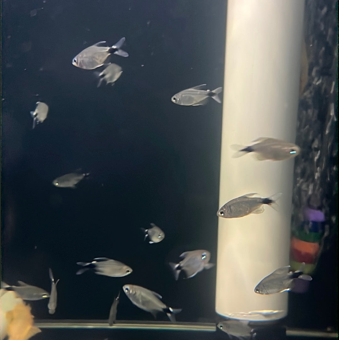 Kitty Tetra (Hyphessobrycon loweae)