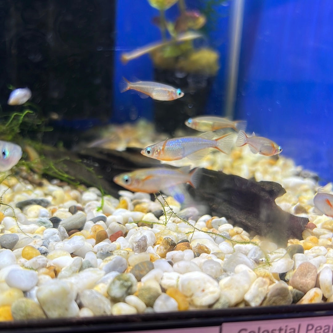 Neon Blue Ricefish (Daisy Ricefish)