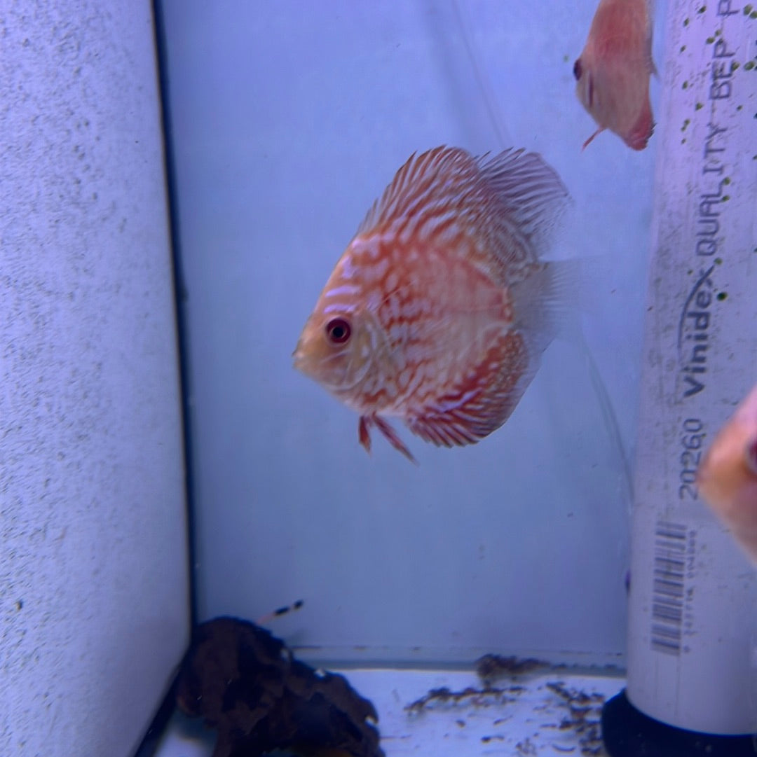 Red Dragon Discus (Symphysodon sp.)