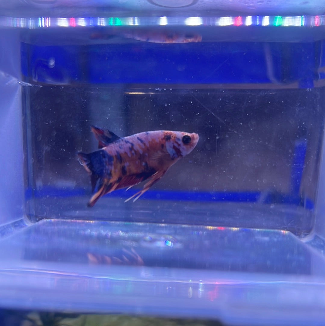 Koi galaxy (Betta splendens)