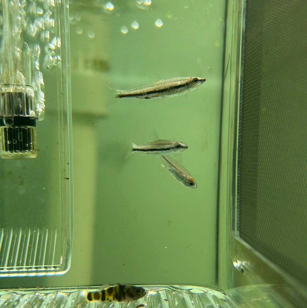 Twin Stripe PencilFish (Nannostomus digrammus)