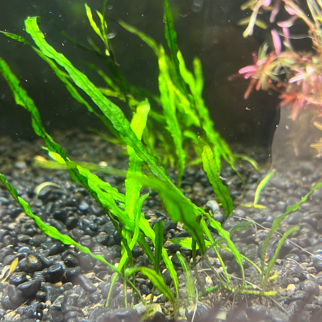 Needle leaf java Fern