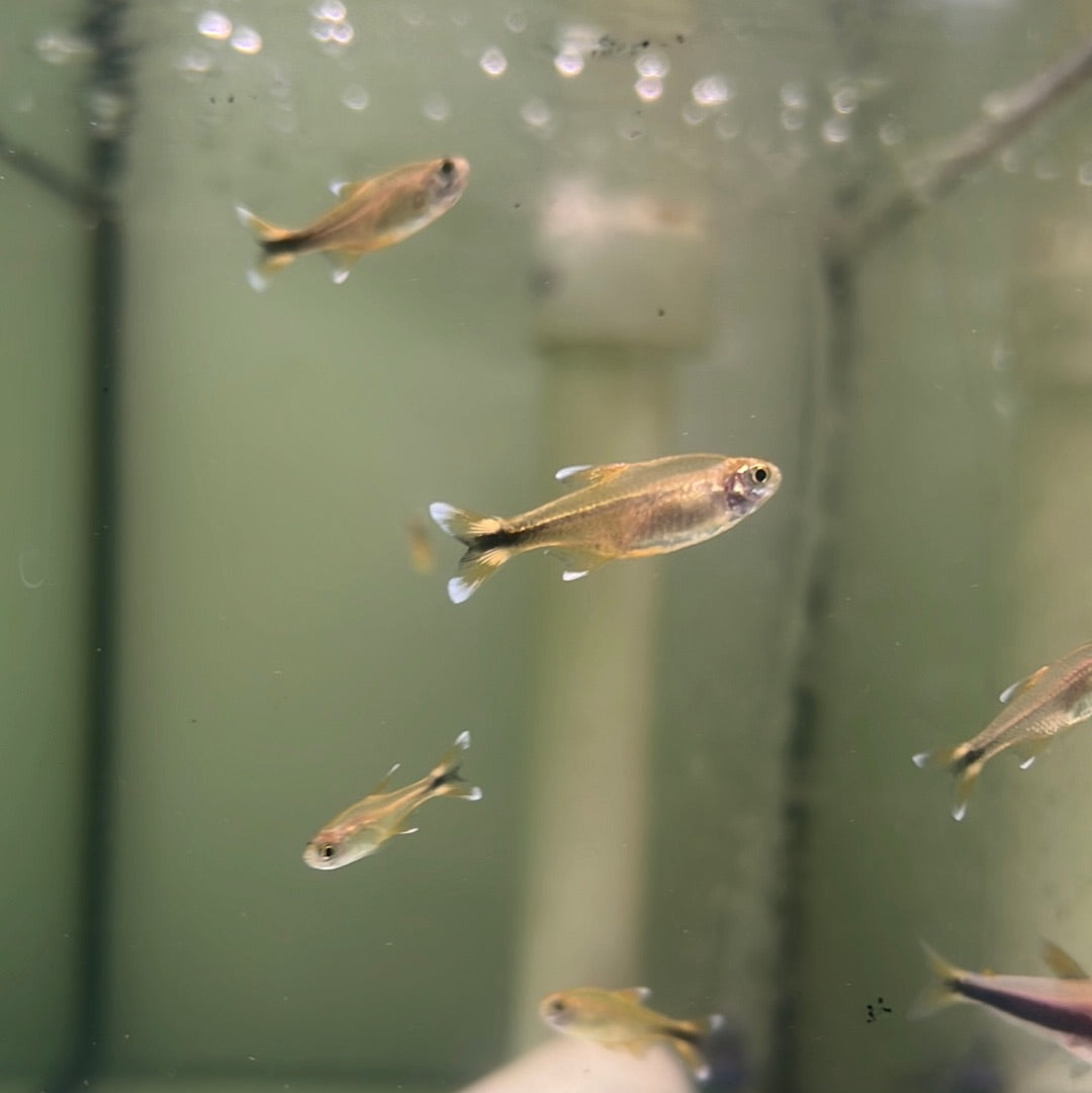 Silver Tip Tetra (Hasemani nana)