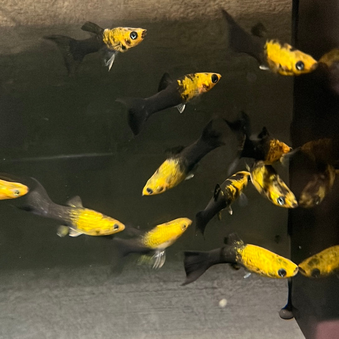 Mini Mollys Black And Gold Lyretail (Poecilia sphenops)