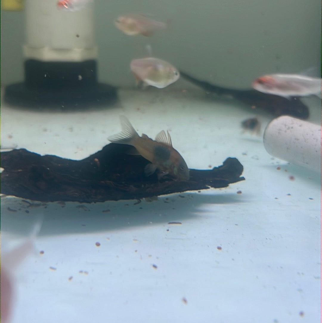 Venezuelan Orange Corydoras (Corydoras aeneus "Venezuela")