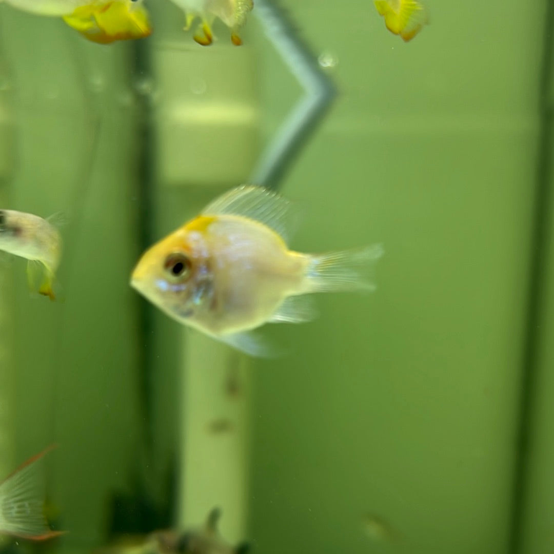Gold Head Electric Blue Rams (Mikrogeophagus ramirezi)