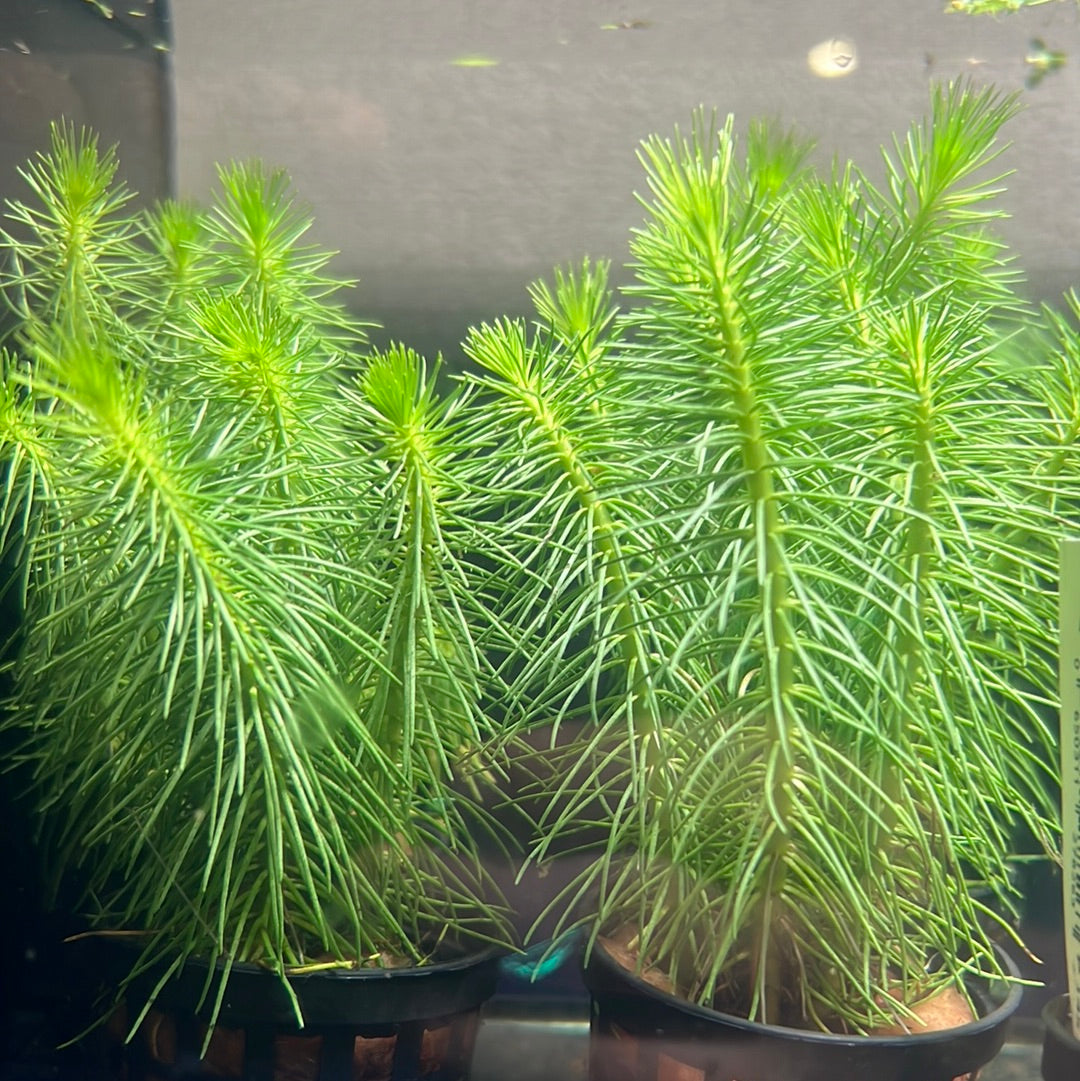 Milfoil (Myriophyllum Crispatum)s043a