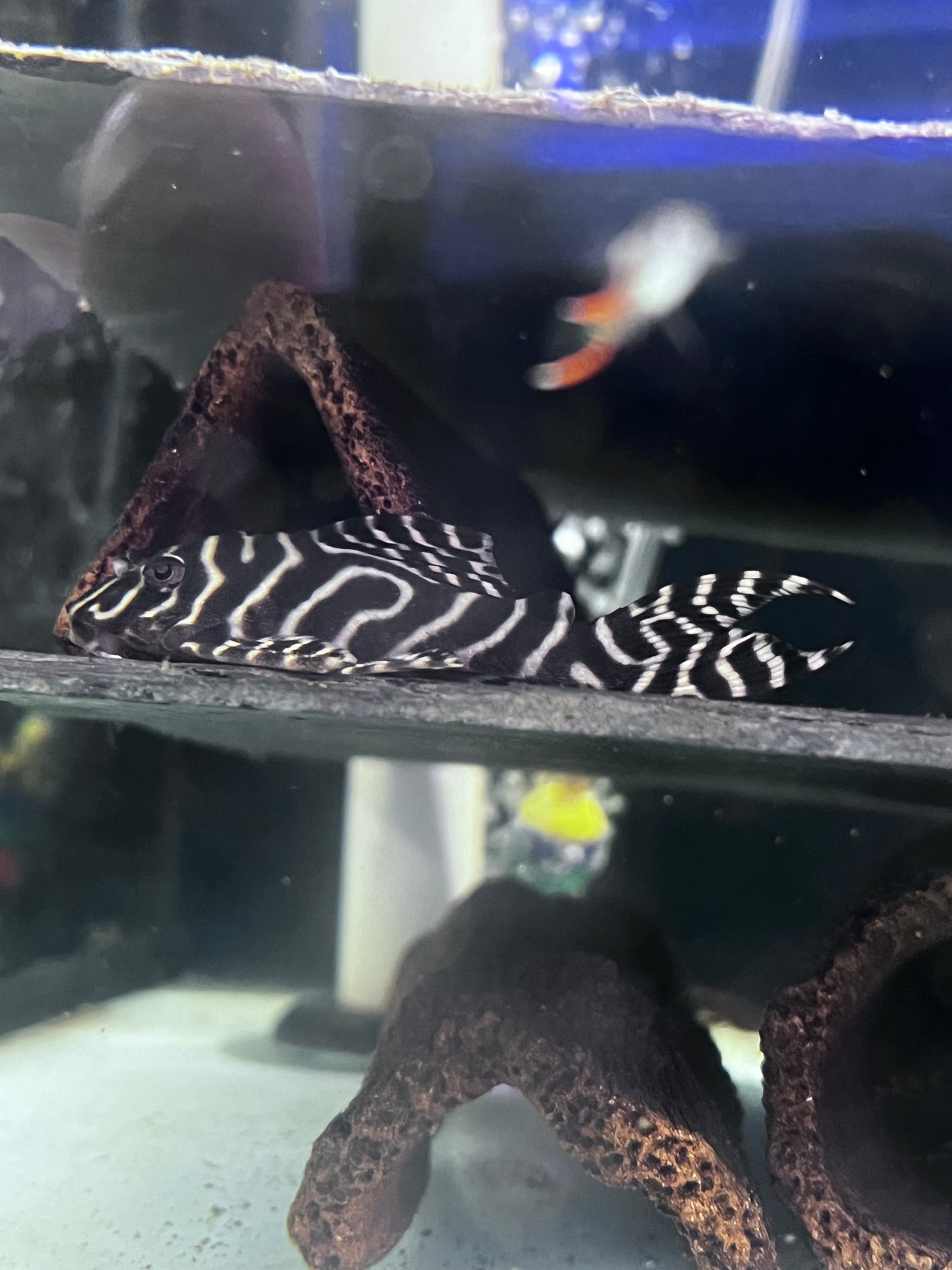 L236 Mega Clown Pleco (Hypancistrus sp.)