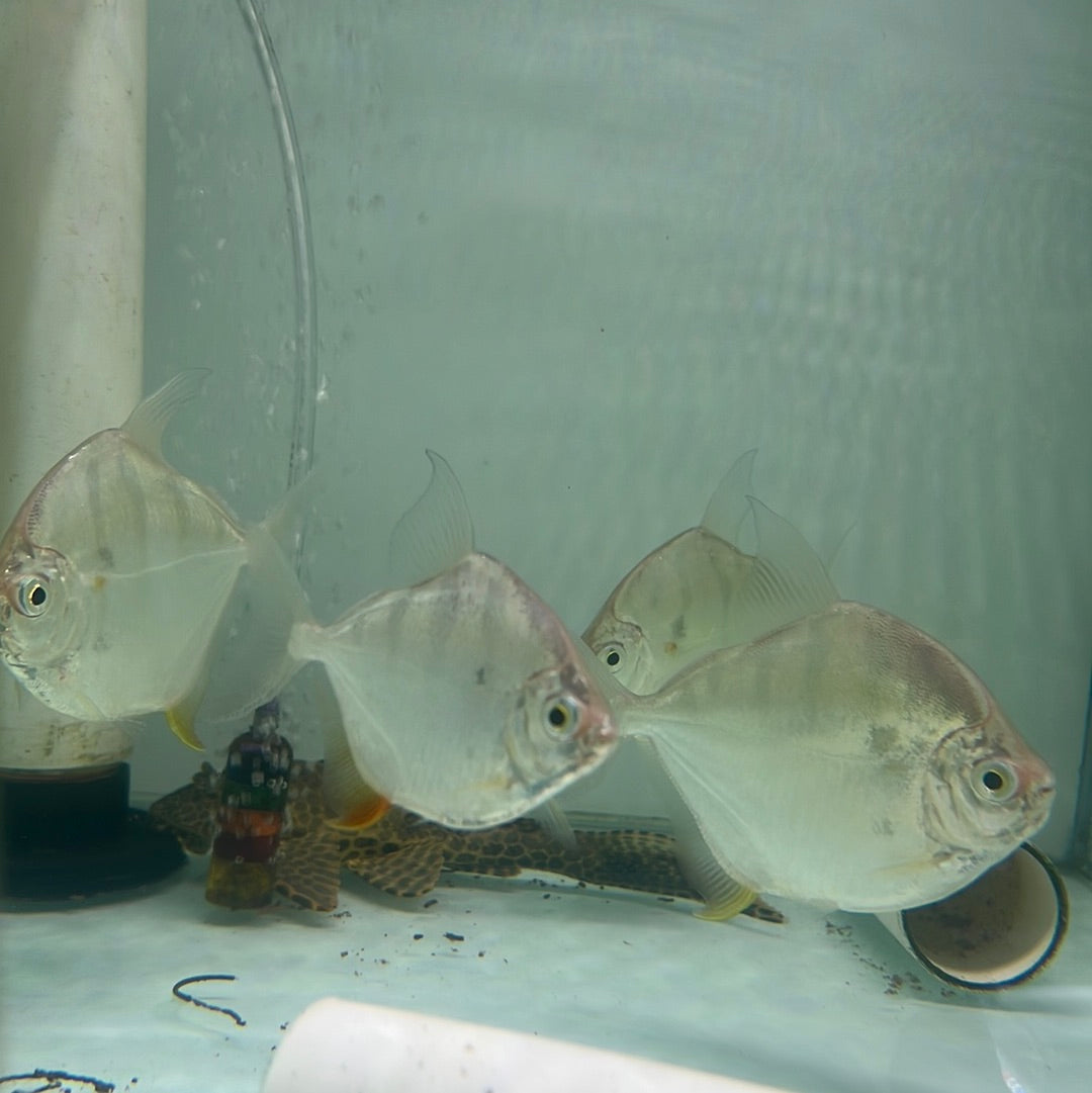 Silver Dollar Striped Rio Capim (Metynnis fasciatus)