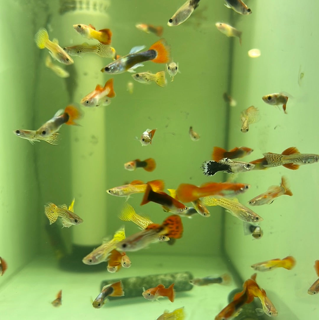 Assorted Guppies (Poecilia reticulata)