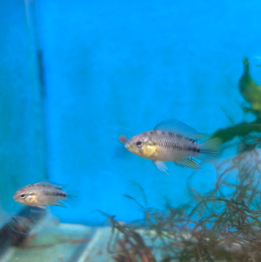Apistogramma Borelli (Apistogramma borellii)