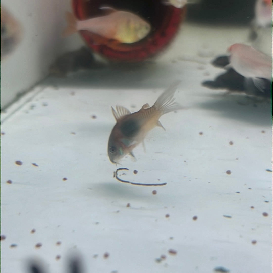 Venezuelan Orange Corydoras (Corydoras aeneus "Venezuela")
