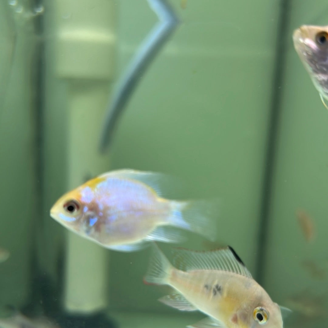 Gold Head Electric Blue Rams (Mikrogeophagus ramirezi)
