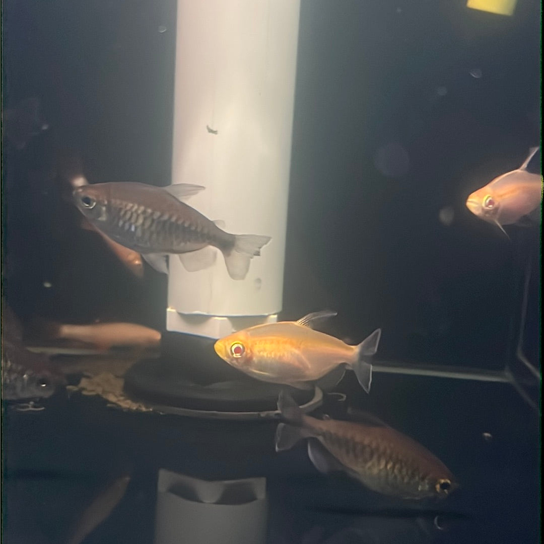 White Congo Tetra (Phenacrogrammus interruptus)