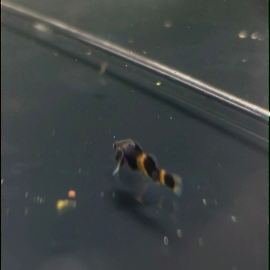 Bumblebee Goby (Brachygobius mekongensis)
