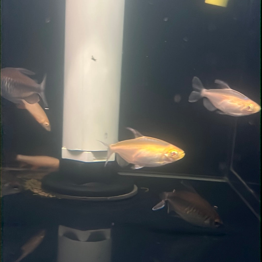 White Congo Tetra (Phenacrogrammus interruptus)