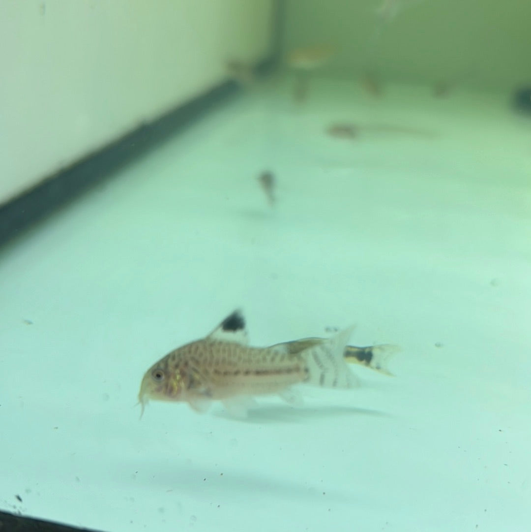 Leopard Corydoras (Corydoras Leopardus)