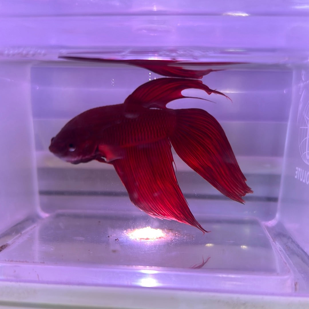 Veiltail Betta