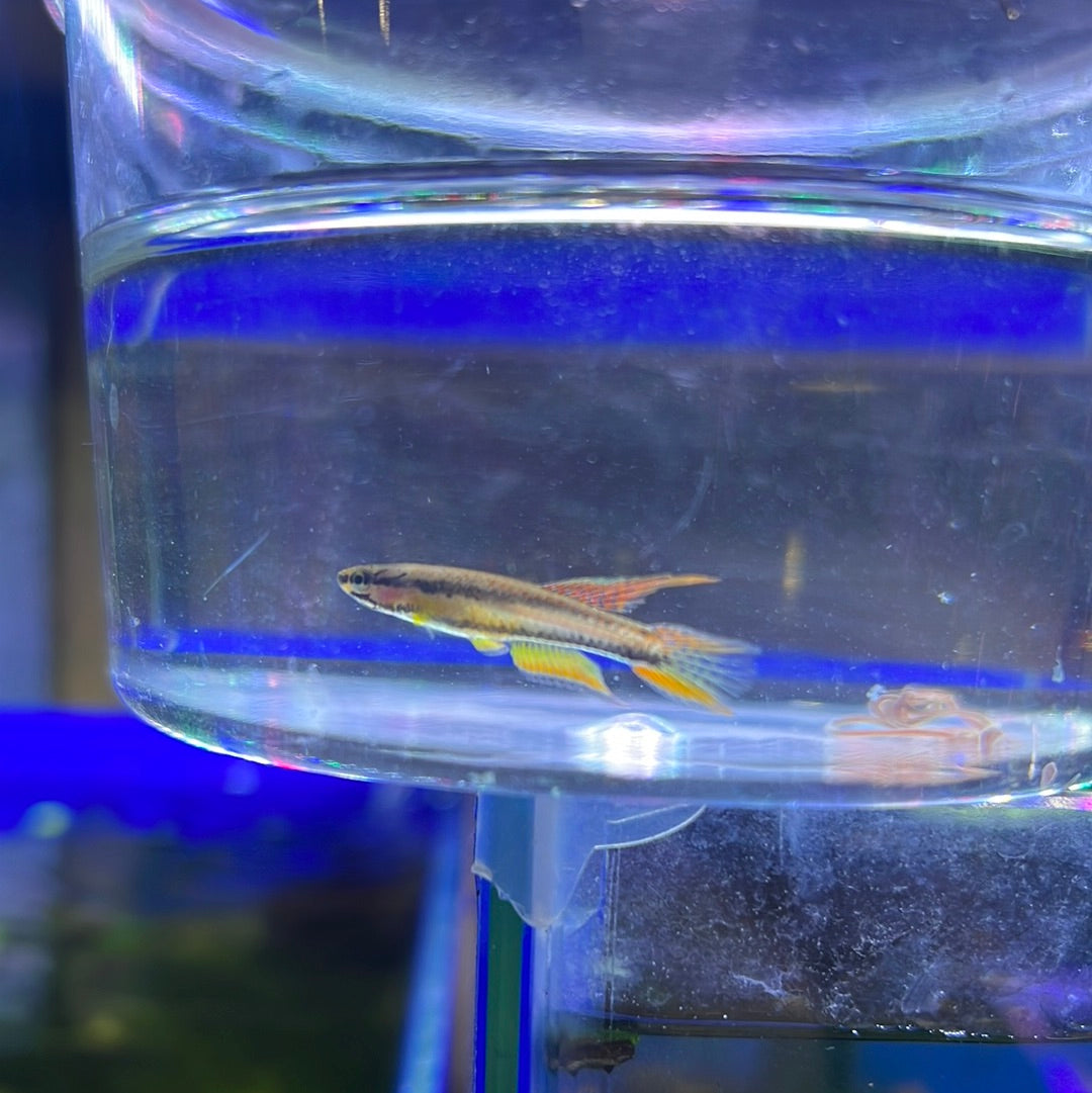 Aphyosemion bivittatum agbowa (Aphyosemion Bivittatum)