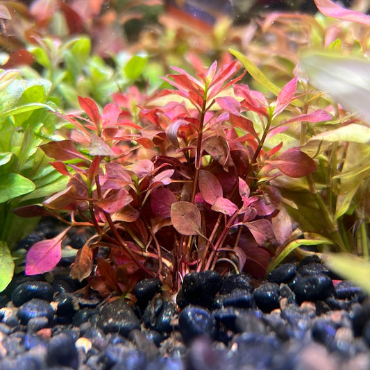 Ludwigia palustris SUBMERSED/BUNCH Super Mini Red  s053