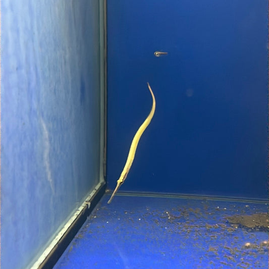 Pipefish - Freshwater Short Snout  (Doryichthys martensii)