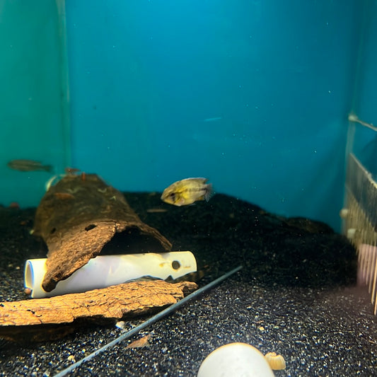 Apistogramma Borelli (Apistogramma borellii "yellow blue”)