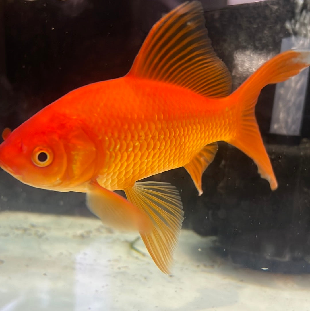 Comet Goldfish (Carassius auratus)