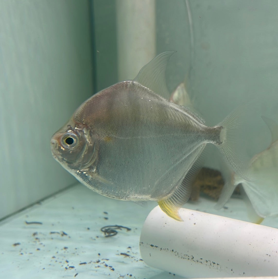 Silver Dollar Striped Rio Capim (Metynnis fasciatus)